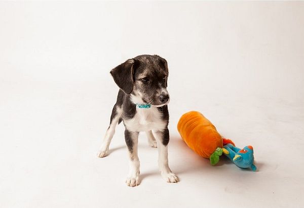 Black and white hound mix with blue collar standing looking to the right of the screen with a carrot toy beside him.