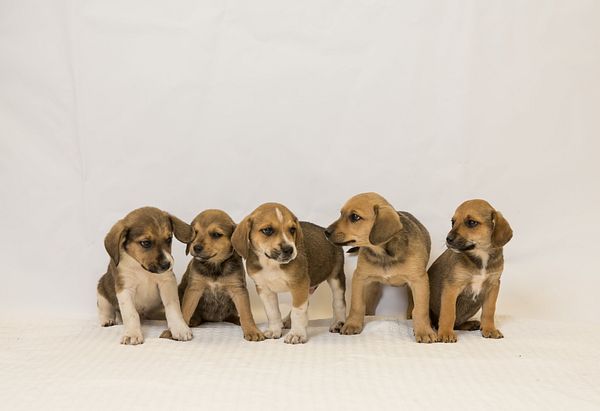 Five beagle mix breed puppies staring at each other sitting on a white blanket.