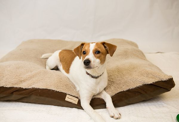 A white and tan Jack Russel laying on a brown bed.