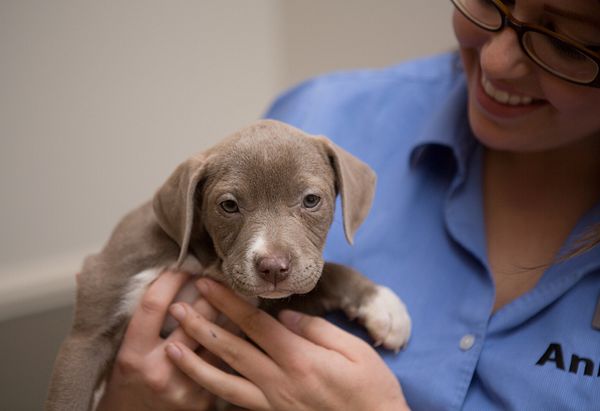Brown and white pitbull puppy being held by staff member