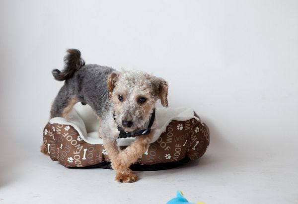 A small brown and grey curly haired dog with a black collar standing on his brown and white bed.
