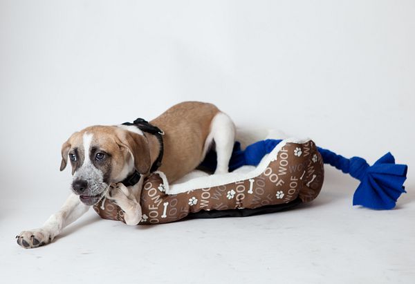 A medium sized brown and white dog with black circles around his eyes laying on a brown dog bed with a blue rope toy.