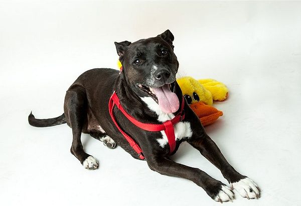 Brody black and white pitbull mix with a red harness laying beside a yellow duck toy.