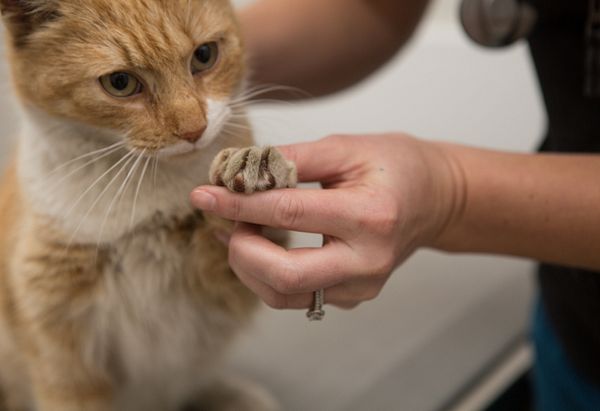 Orange and white tabby with green eyes giving a staff member its left paw.