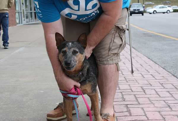 A black and brown heeler mix standing between her owners legs on a blue plaid and plink leash.