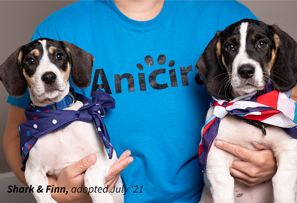 Two beagle mix puppies named Shark and Finn that are mostly white with brown and black faces wearing polka dot and striped bandanas are held by a staff member for a photo who is wearing a blue Anicira t-shirt.