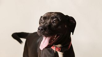 A large black and white pitbull mix dog with a red collar and brown eyes smiles with his tongue sticking out and his tail wagging in the background