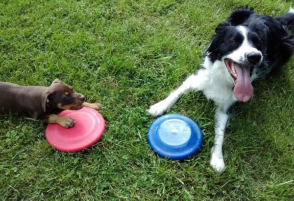 Tan and dark brown puppy with pink frisbee and white and black longhaired border collie with blue frisbee laying in the grass