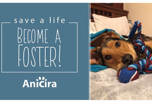Save a life become a foster Anicira Pictured a German Shepard puppy laying on a bed with a red, white, and blue rope toy.