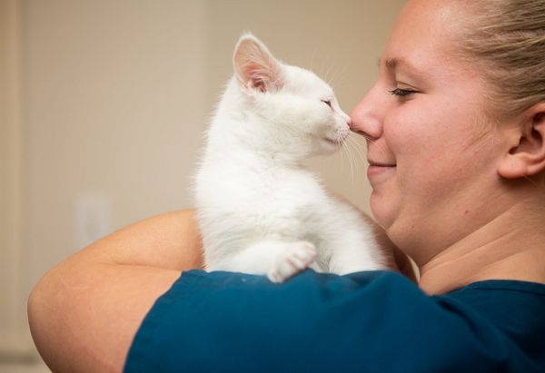 White cat and vet tech touch noses with each other