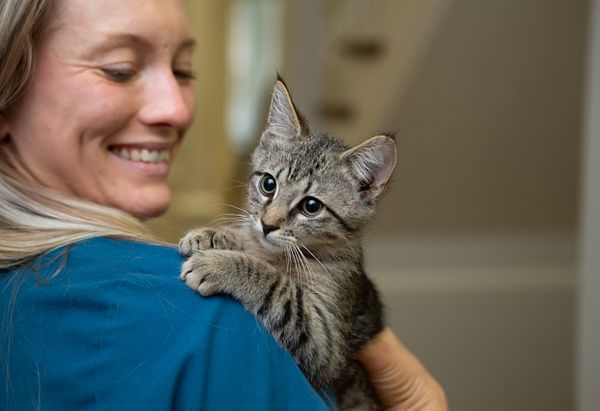 Brown Tabby kitten perched on doctors shoulder