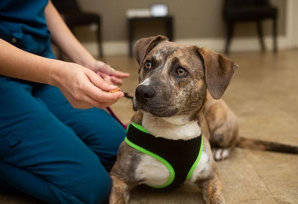 A dog receives a treat from a vet technician