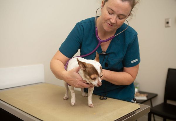 Vet tech Karen uses a stethoscope to listen to the heart of a brown and white chihuahua