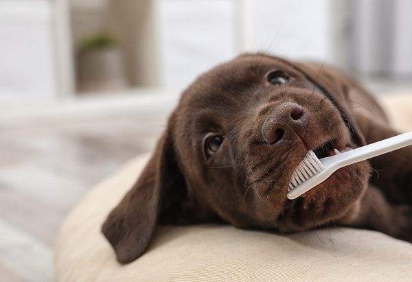 A brown lab laying on its side getting its teeth brushed with a white toothbrush.
