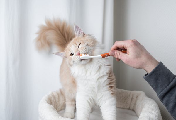 A cream and white tabby getting its teeth brushed with an orange toothbrush.