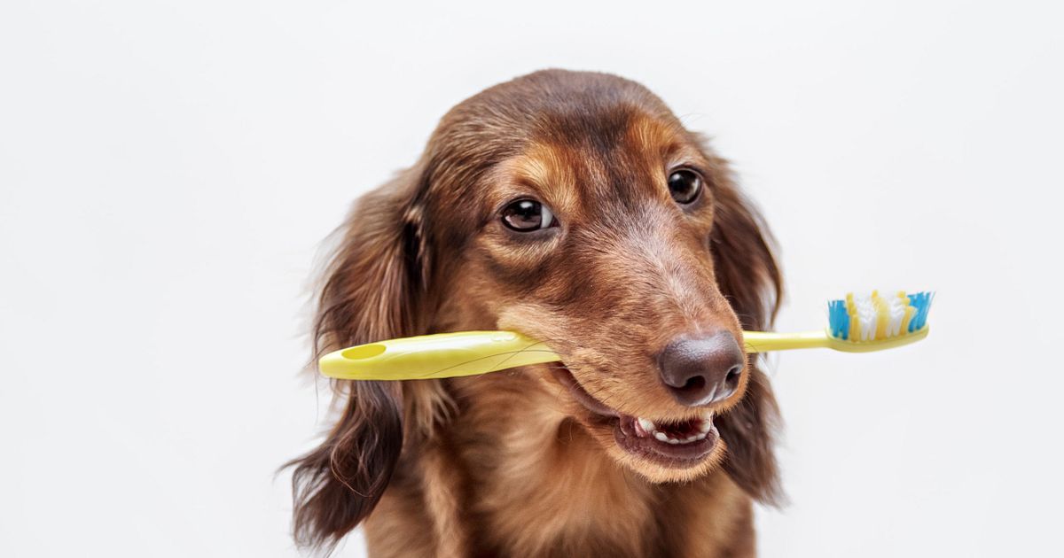 At-Home Dental Care For Pets | Anicira
