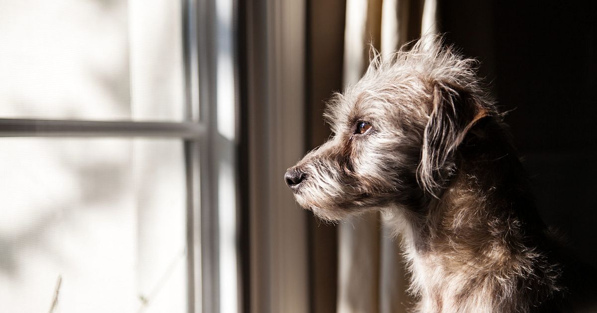 Teleférico bolita satisfacción Ansiedad por separación en perros: una guía completa | Anicira