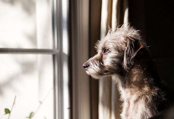 Grey haired dog sitting and looking out the window for its owner