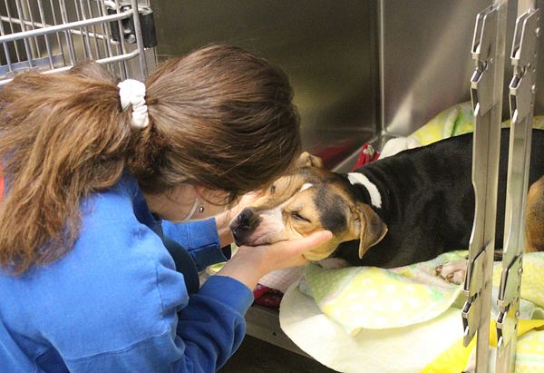 Dog in a kennel receiving care from a vet assistant after its affordable spay procedure