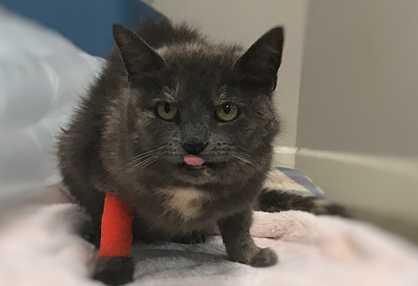 Blue the black cat with a red bandage on their right leg sticking out bubblegum pink tongue