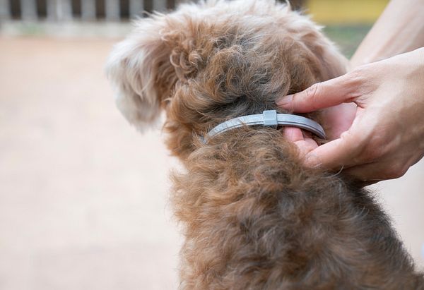 woman putting a collar on dog to kill and repel ticks and fleas