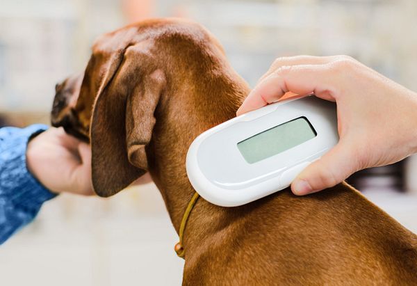 A brown dog faces away from the camera as a staff member scans the pet with a microchip scanner