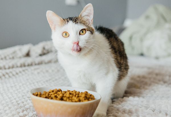 A brown and white tabby licks its lips after enjoying some brown kibble out of a terracotta colored ceramic bowl in front of it