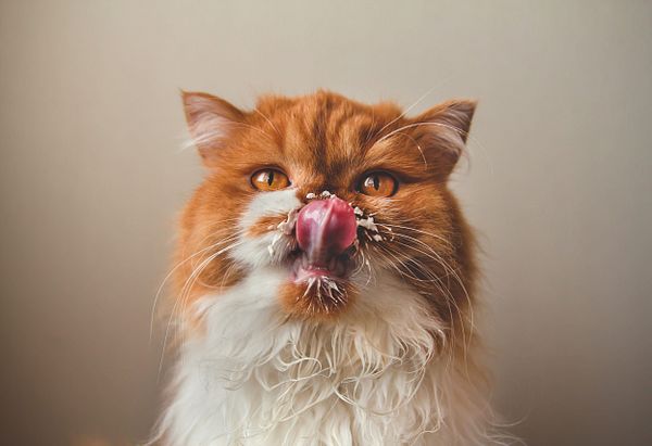 Orange and white cat licking its lips after eating sour cream