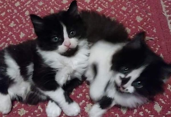 Two black and white kittens lay on a red rug