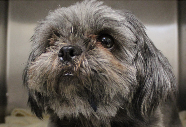 Gray fluffy shih tzu dog with brown eyes sitting in a kennel after receiving life-saving care after consuming rat poison