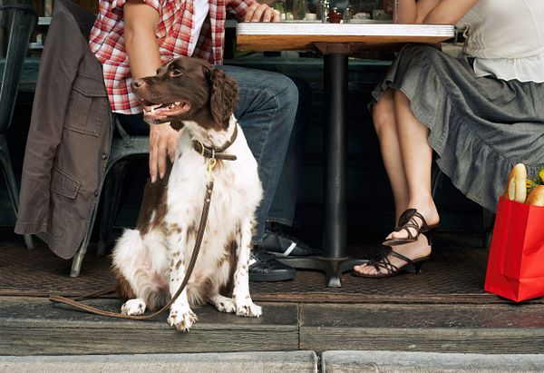 Brown and white spaniel dog sits below a man and a woman eating outdoors