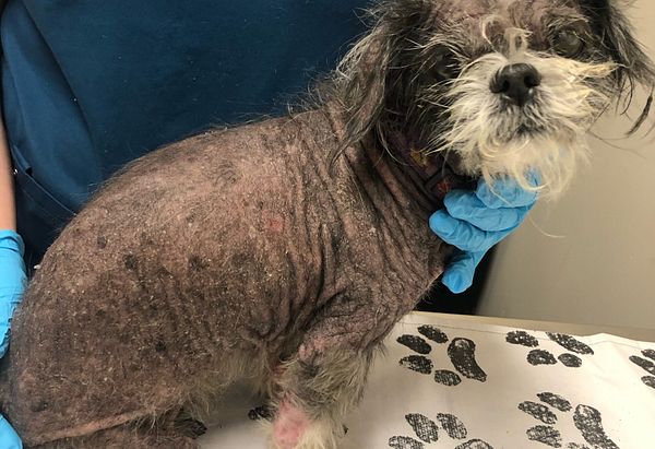 Fendiline the dog is treated by an Anicira technician for his fur condition