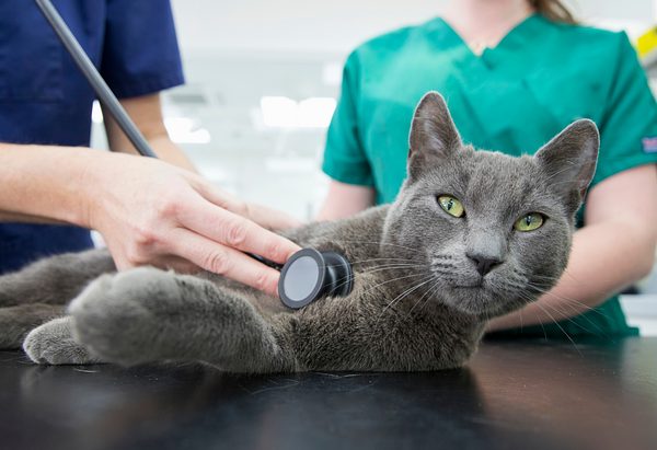 Doctor listening to heart of gray cat on exam table