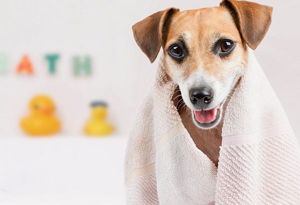 Brown and white dog in towel sitting in a bath tub