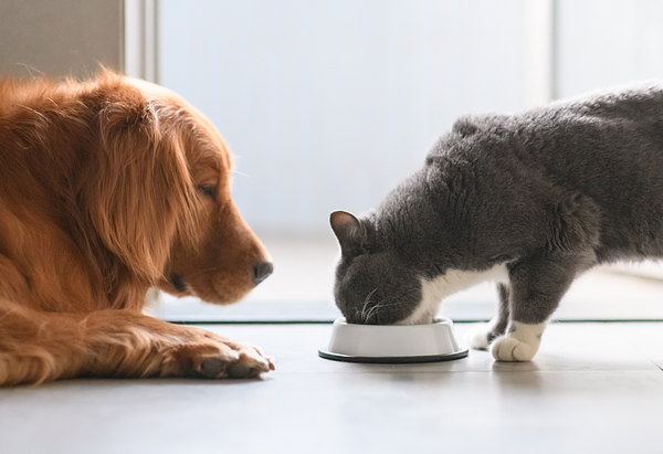 Golden retriever watching grey and white cat eat from food bowl