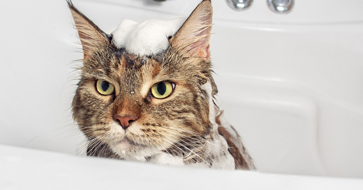 Baño gato Anicira