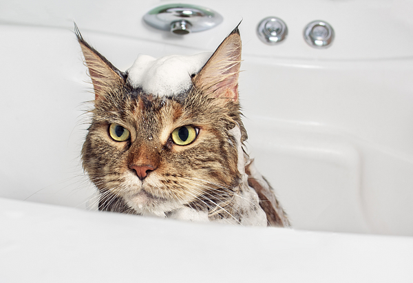 Tabby cat in a bath tub with soap on his head