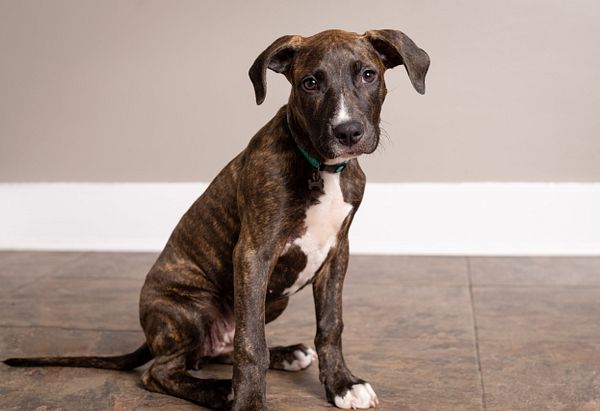 A brindle and white pitbull mix puppy with brown eyes looks at the camera with puppy dog eyes