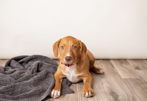 Brown and white mixed breed puppy lays on the floor beside a gray blanket