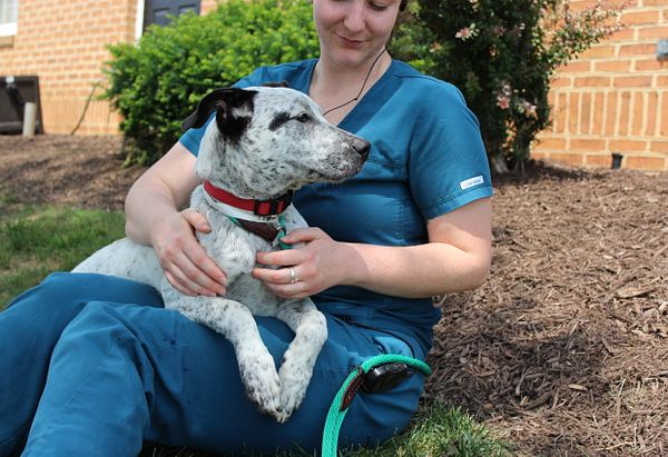 Medium sized white dog with black dappled fur pattern and black ears sits on the lap of veterinary assistant, Shannon, and enjoys the sunshine and the grass