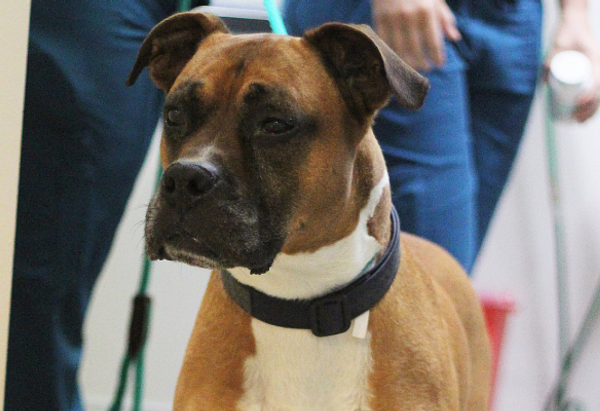 Brown and white boxer dog with black collar looking off the left side of the picture