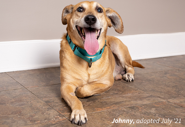 Tan dog named Johnny with graying muzzle, pink tongue and teal collar laying on the floor smiling towards the camera