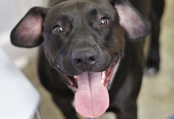 Black pit mix dog with sparkling brown eyes and pink tongue smiling at the camera before his affordable neuter procedure