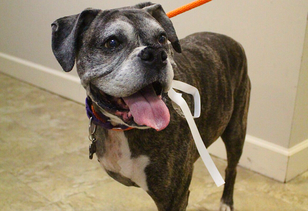 Older brindle and white pitbull mix dog with graying muzzle smiling with pink tongue hanging out standing after its affordable front right leg amputation procedure