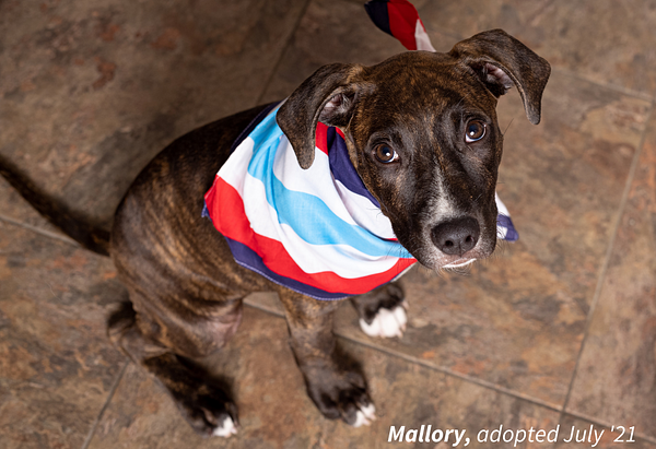 Brindle pit mix puppy with white on the tips of its toes, named Mallory, sitting on the floor looking up at the camera while wearing a red, navy, white and sky blue bandana