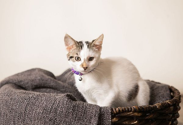 Mostly white kitten with brown tabby spots on ears, nose and abdomen named Blanche wearing a purple collar with silver bell sitting in a brown woven basket with a gray blanket and was adopted in September 2020 from Anicira Adoptions