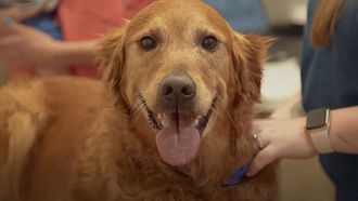 Smiling golden retriever dog with brown eyes, brown nose, and bubble gum pink tongue receiving affordable veterinary care