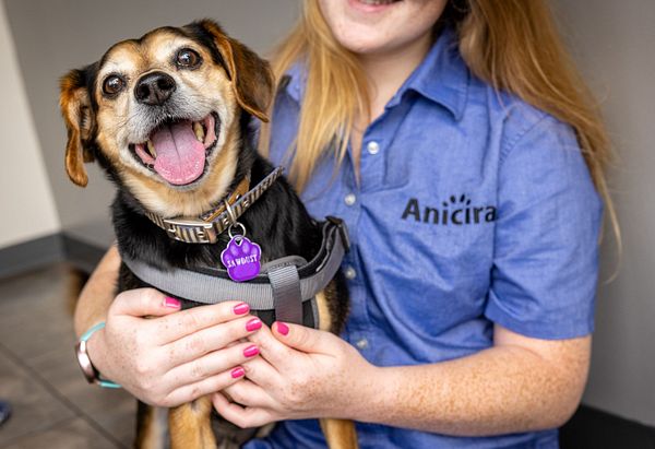 Sawdust a tricolored beagle smiling while being held by staff member