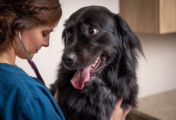 Black longhaired dog looking at staff member while getting an exam