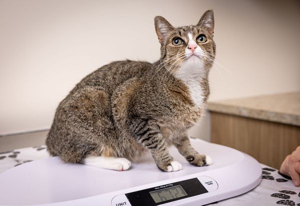 Brown and white tabby sitting on a scale